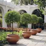 zielone liście w donicach