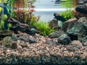 Żwir akwariowy w naturalnym oświetleniu