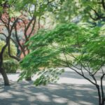 Drzewko całoroczne w ogrodzie z zielonymi liśćmi